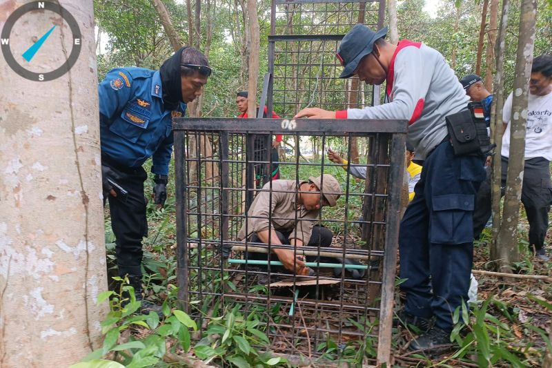 Harimau muncul di Siak kemungkinan dari Taman Nasional Zamrud