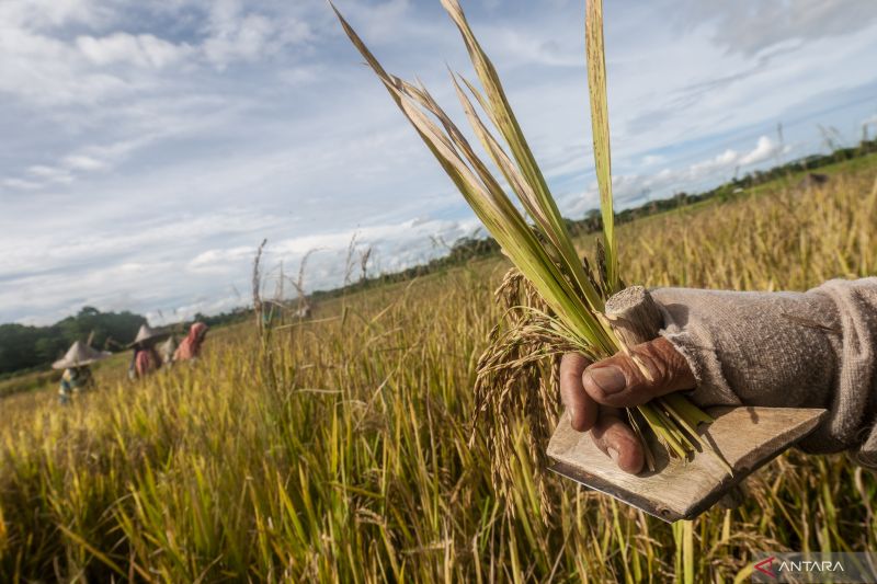 2023, Kementan targetkan produksi padi 54,5 juta ton