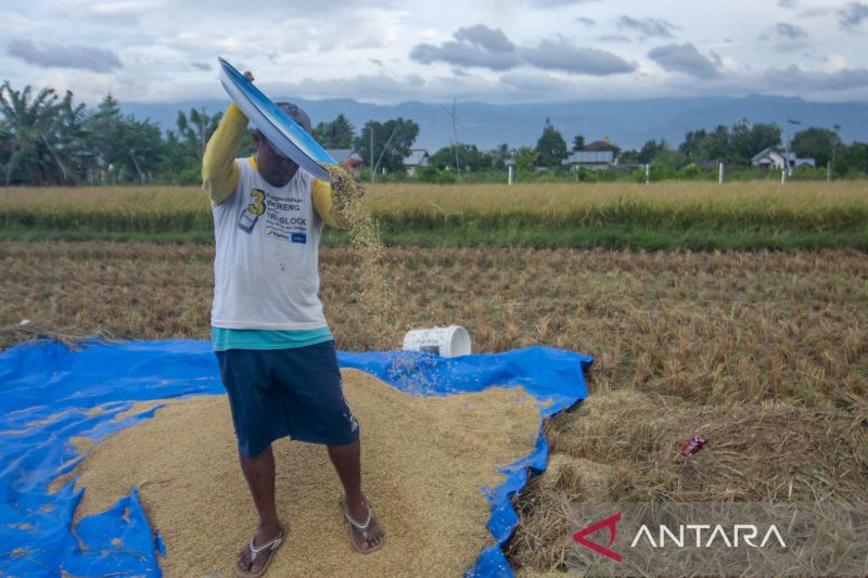 Kenaikan Target Serapan Beras Lokal