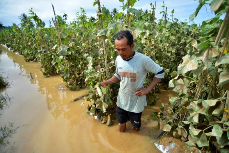 Dampak Banjir Luapan Sungai Batang Anai