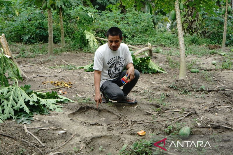 Gajah Sumatera masuk dan rusak kebun warga Pekanbaru