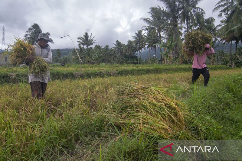 Petani Kurangi Lahan Garapan karena Keterbatasan Pupuk 