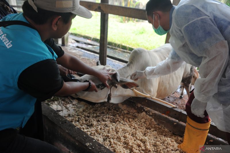 Vaksinasi PMK Serentak Nasional di Palembang