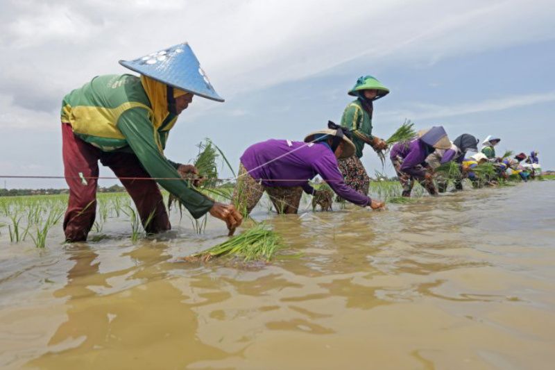 Dinas Pertanian Kabupaten Cirebon sebut tidak ada kerusakan tanaman padi saat banjir