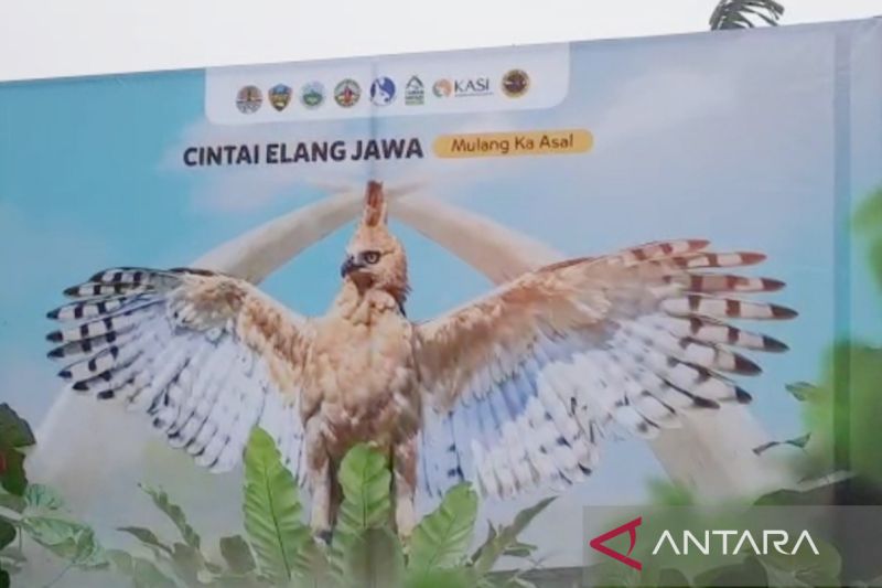 2 elang jawa dipasangi GPS sebelum dilepas di area TSI Cisarua Bogor