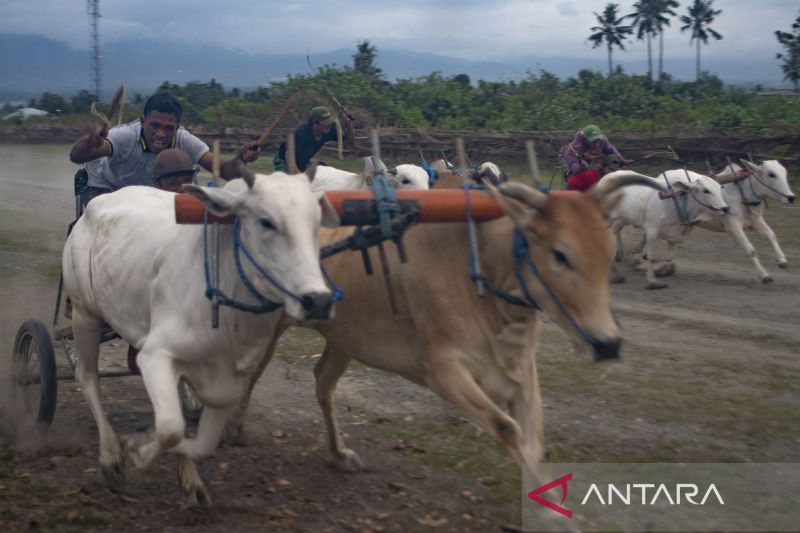 Karapan Sapi Tradisional di SIgi