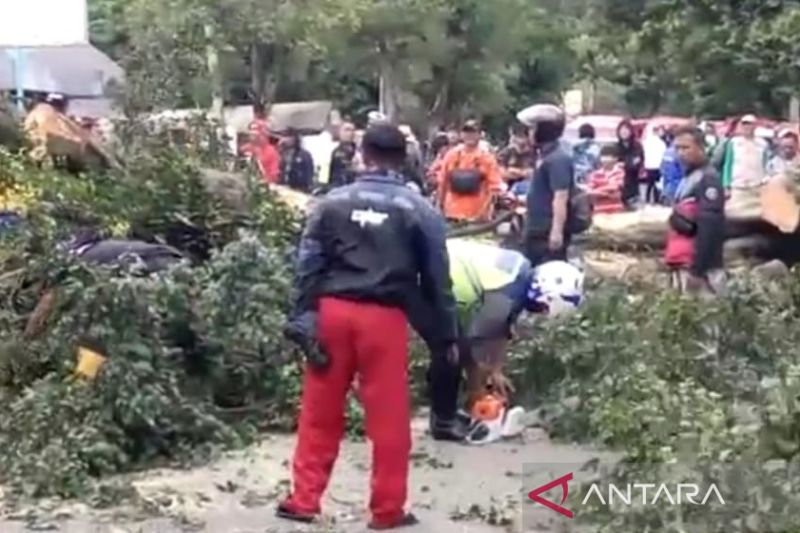 BPBD Cianjur minta warga waspadai angin kencang dan pohon tumbang