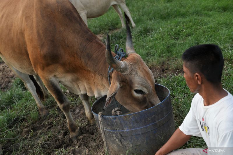 DUKUNGAN SWASEMBADA DAGING SAPI