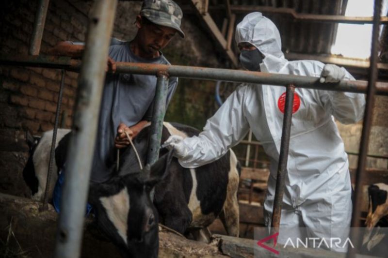 Bandung Barat fokus berikan vaksin LSD pada sapi perah