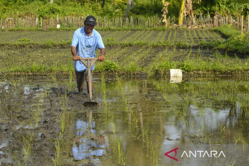 Petani Padi Binaan PT Vale di Morowali Beralih ke Sistem Pengolahan Organik