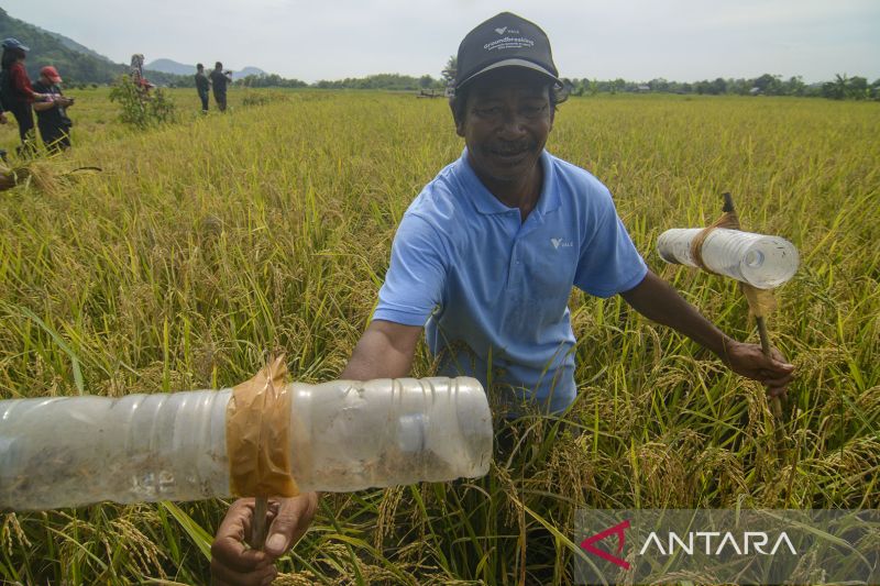 Teknologi Perangkap Hama Padi dari Barang Bekas