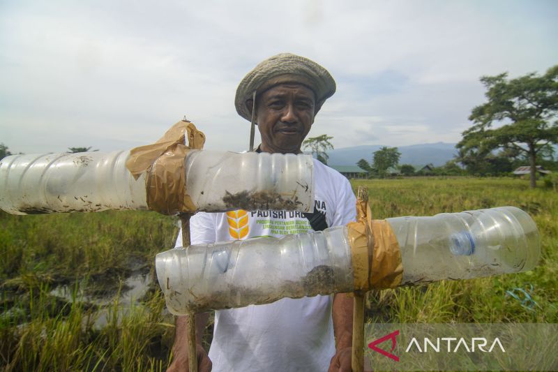 Teknologi Perangkap Hama Padi dari Barang Bekas