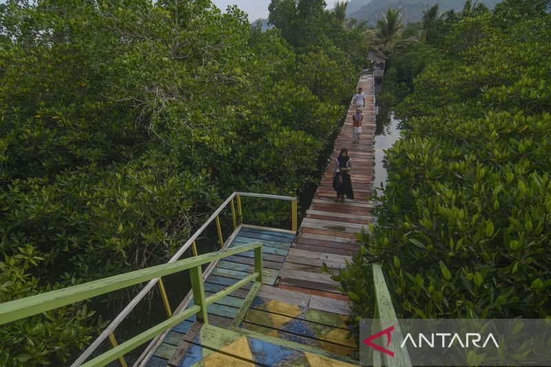 Kawasan Desa Wisata Hutan Mangrove di Morowali