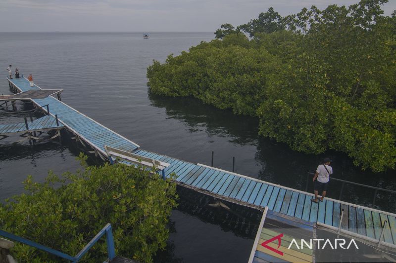 Kawasan Desa Wisata Hutan Mangrove di Morowali