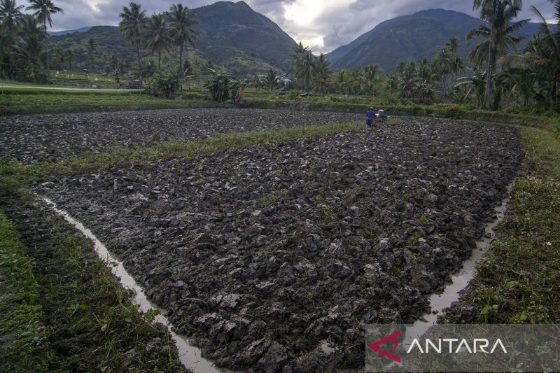 Petani Beralih dari Tanaman Palawija ke Padi