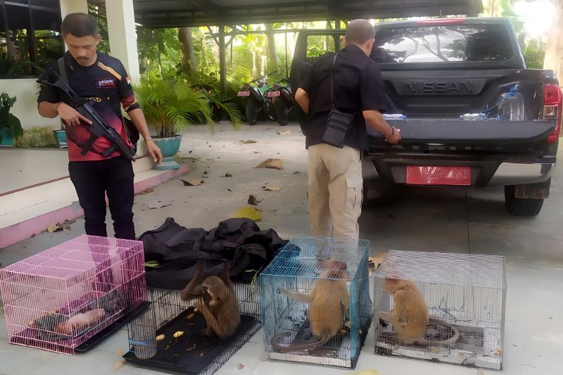 KLHK gagalkan penyelundupan satwa liar dilindungi di Gorontalo
