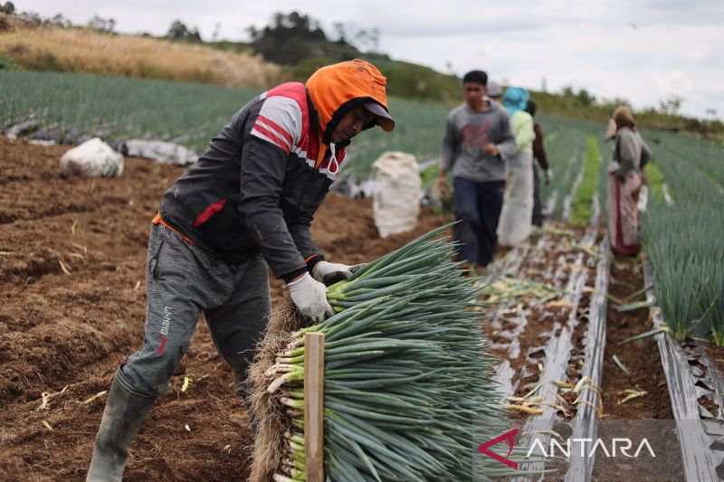 MenkopUKM hilangkan peran tengkulak lewat korporatisasi petani - ANTARA