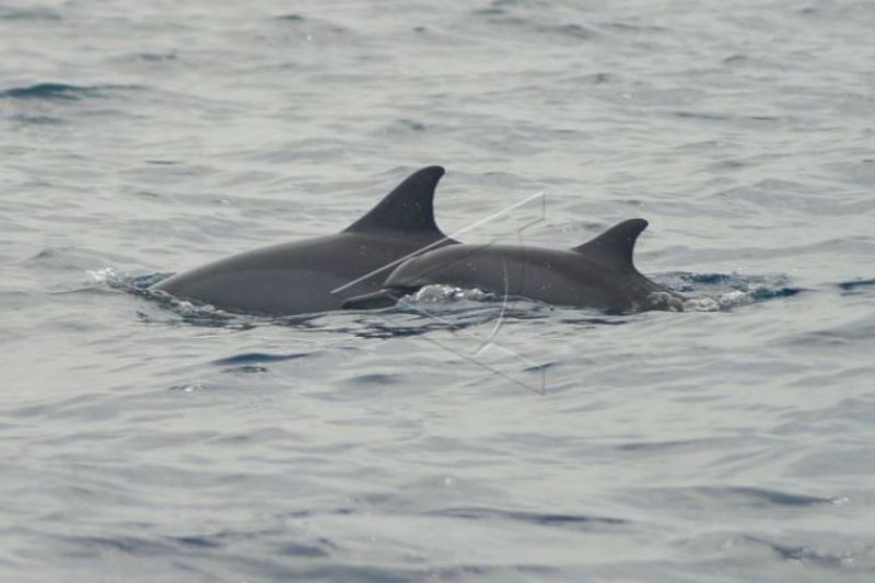 Monitoring Cetacea Di Perairan Pulau Pieh