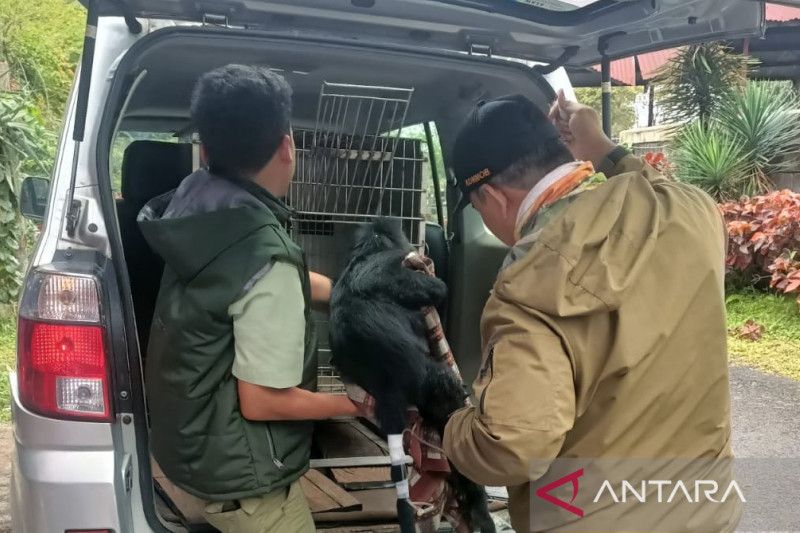 BBKSDA Jabar bawa Lutung ke balai konservasi untuk jalani perawatan