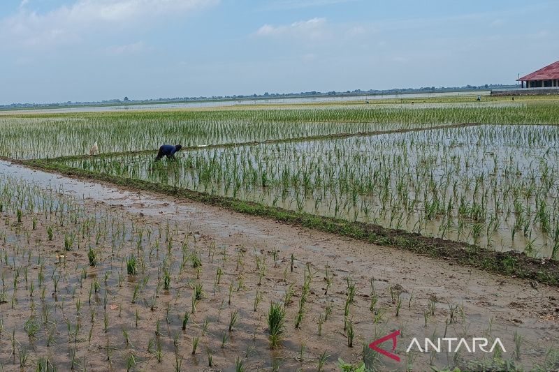 DTPH Jabar sediakan bantuan benih untuk petani gagal tanam di Cirebon