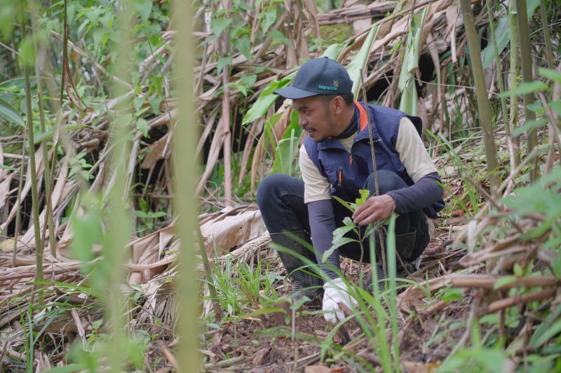 Bio Farma tanam seribu pohon di Gunung Masigit Kareumbi Bandung