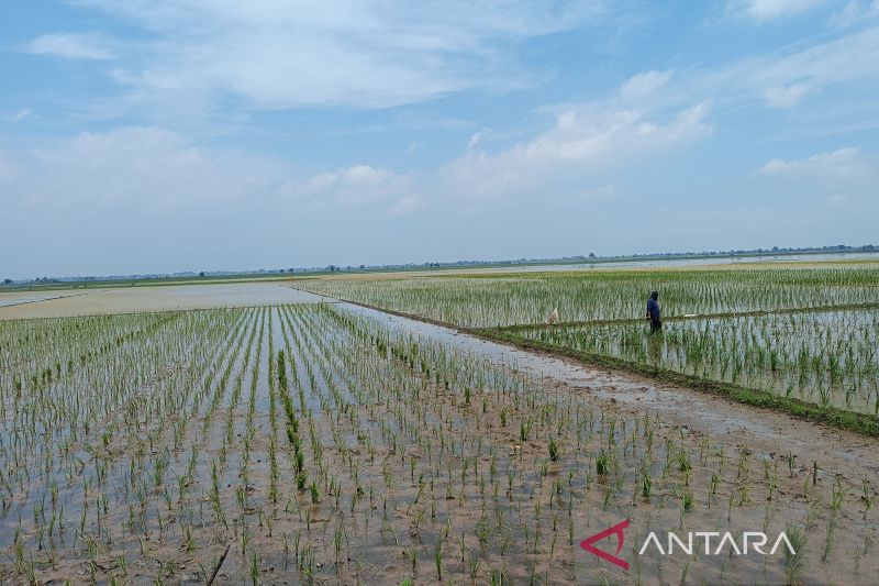 Distan Cirebon usulkan adanya pedoman umum AUTP untuk lindungi petani