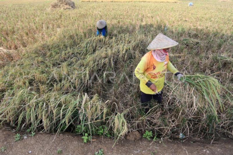 KTNA Indramayu sambut kenaikan HPP untuk gabah di tingkat petani