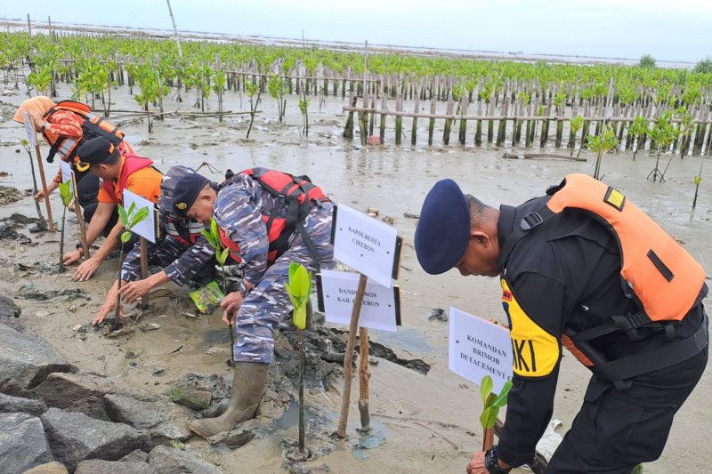 Hijaukan kawasan pesisir Cirebon, Basarnas Bandung 5 ribu tanam bibit mangrove