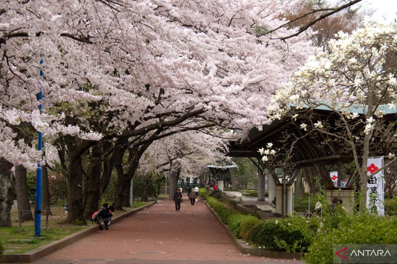 Tips liburan praktis ke Jepang jelang musim sakura