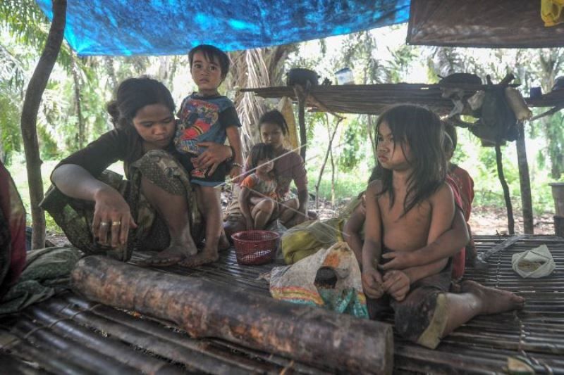 Orang Rimba Menumpang Hidup Di Perkebunan