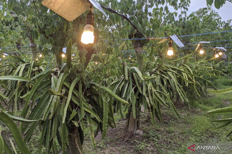 Petani buah naga Gianyar pakai sinar lampu listrik tingkatkan panen