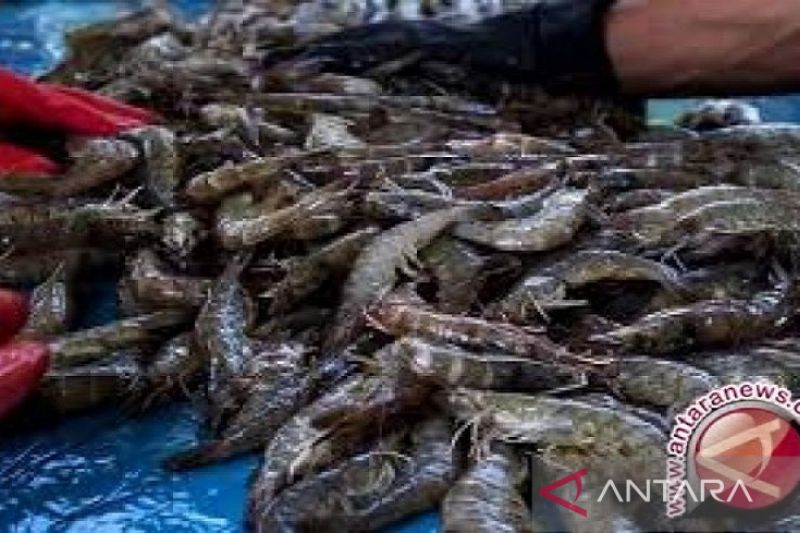 Dinas Perikanan Kota Baubau Budidaya Udang Vaname Sebagi Proyek