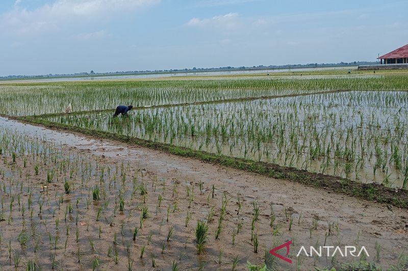 Dinas Pertanian Cirebon proses bantuan benih bagi petani terdampak banjir