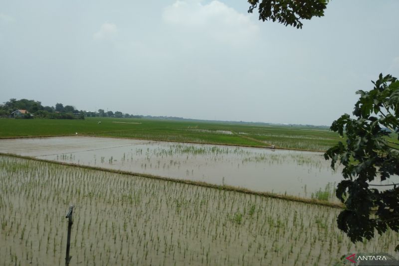 8.865,20 hektare sawah di Karawang puso akibat banjir