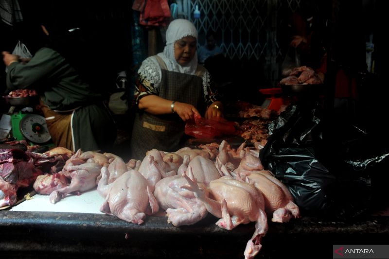 Kenaikan Harga Ayam Potong Jelang Ramadhan