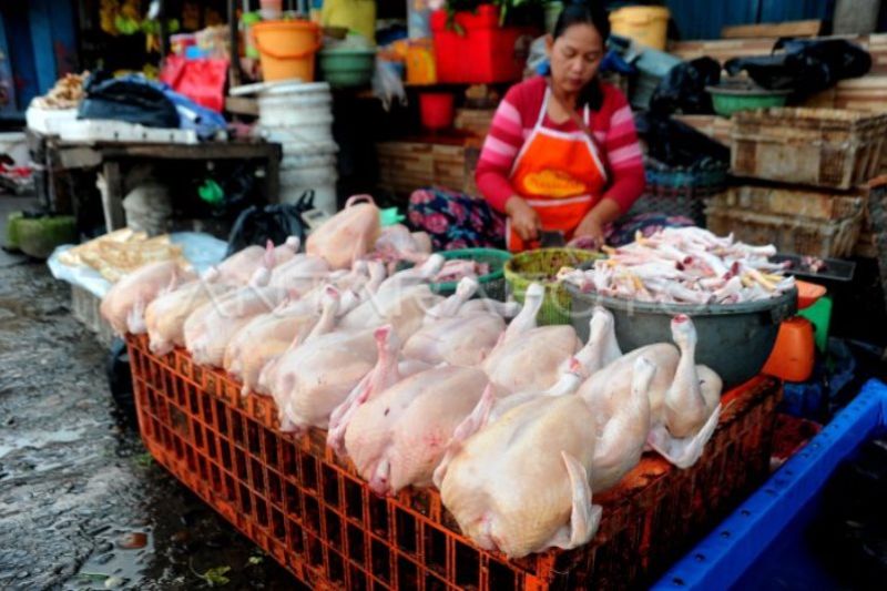 Kenaikan Harga Ayam Potong Jelang Ramadhan