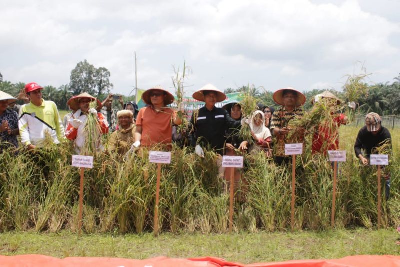 Pasaman Barat panen raya padi dari dana desa