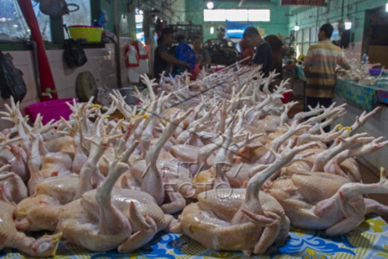 Harga daging ayam di Makassar naik jelang Ramadhan