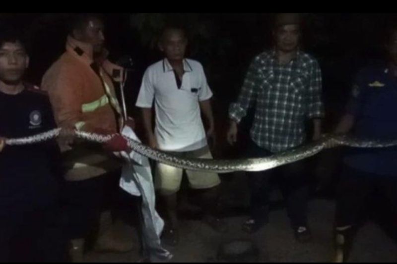 Petugas damkar Lampung Selatan tangkap ular sanca di rumah warga
