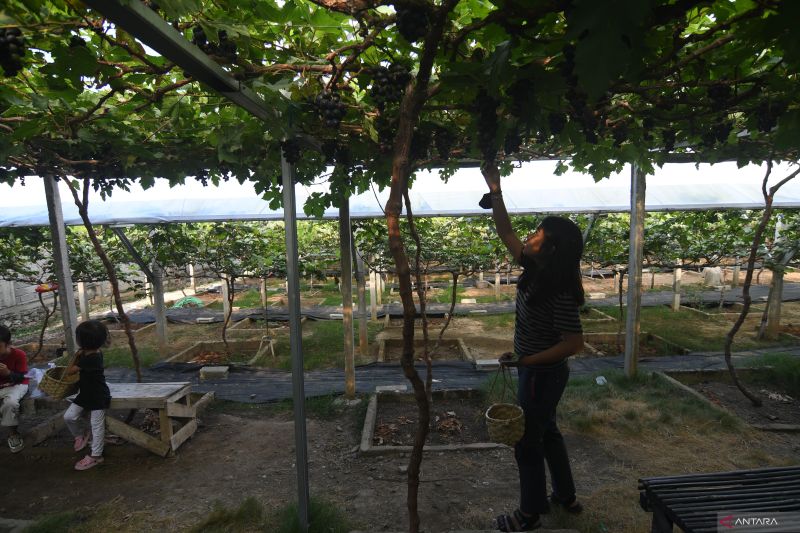 NGABUBURIT DI KAWASAN AGROWISATA KEBUN ANGGUR