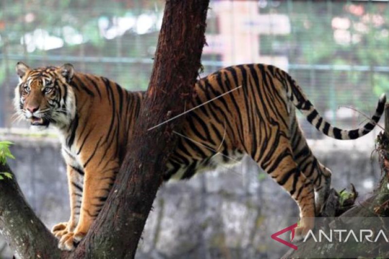 Harimau diduga kembali terkam ternak warga Solok Selatan