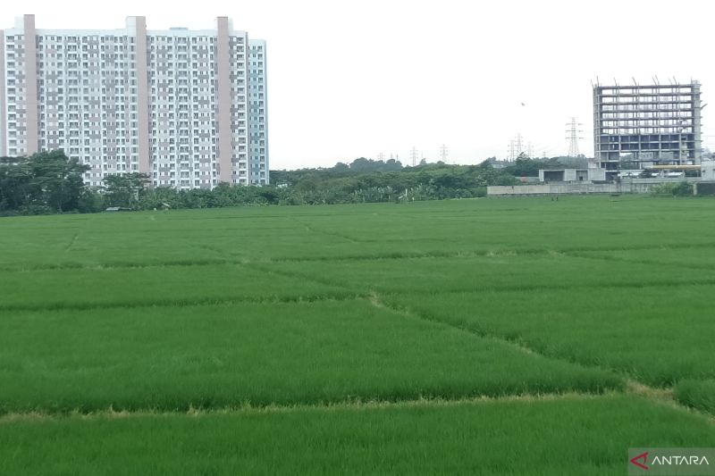 Tingkatkan produksi padi, Pemkab Subang gandeng Sang Hyang Seri