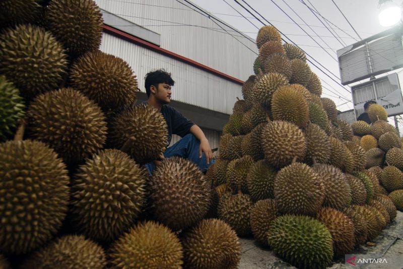 Peluang ekspor durian Indonesia yang luas