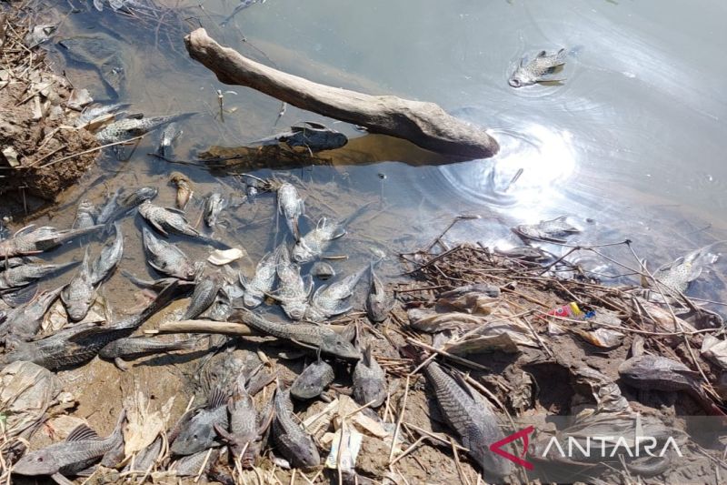 Ribuan ikan mati di Sungai Cileungsi diduga akibat limbah B3