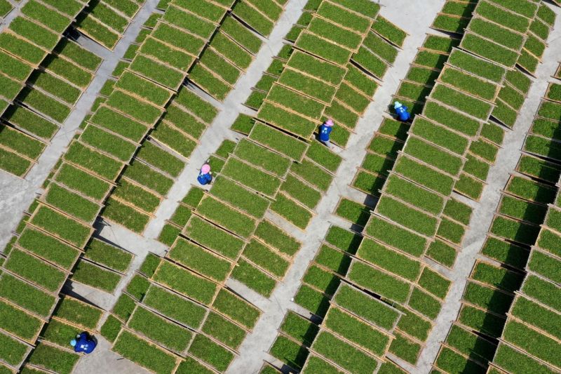 The Hometown of Chinese White Tea: Fuding's Small Leaves Spawn a Big Industry - Vimarsana News