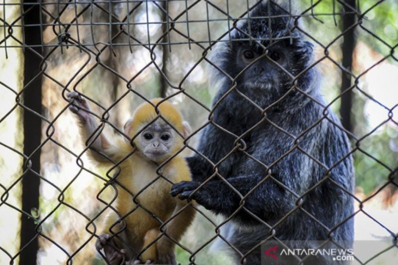 Bandung Zoo hadirkan fasilitas baru sambut libur Lebaran