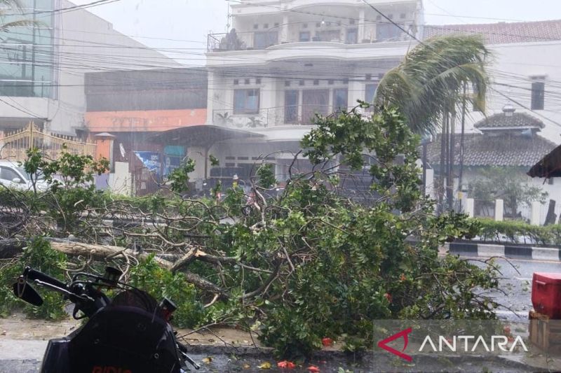 BPBD tuntaskan penanganan 3 pohon tumbang di jalur mudik Cianjur