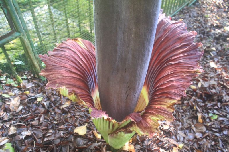 Bunga bangkai setinggi 210 Cm mekar di Kebun Raya Cibodas Cianjur