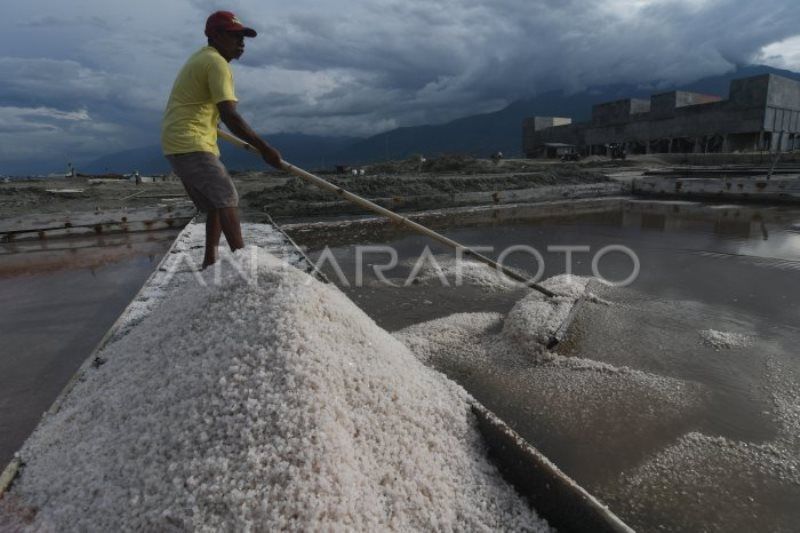 Panen Petani Garam Meningkat Saat Suhu Panas Melanda Indonesia