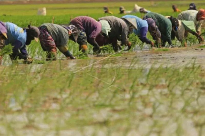 Distan Cirebon petakan areal persawahan yang rawan kekeringan